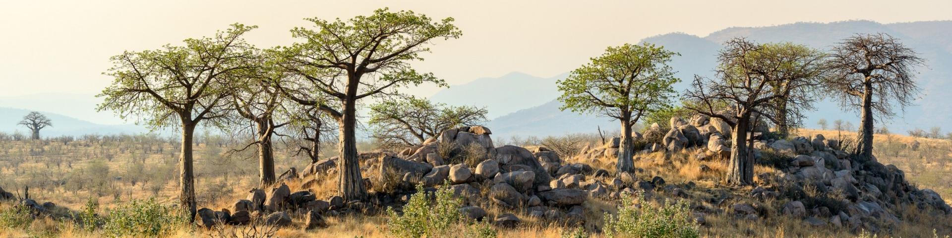 Źródło: Jabali Private House